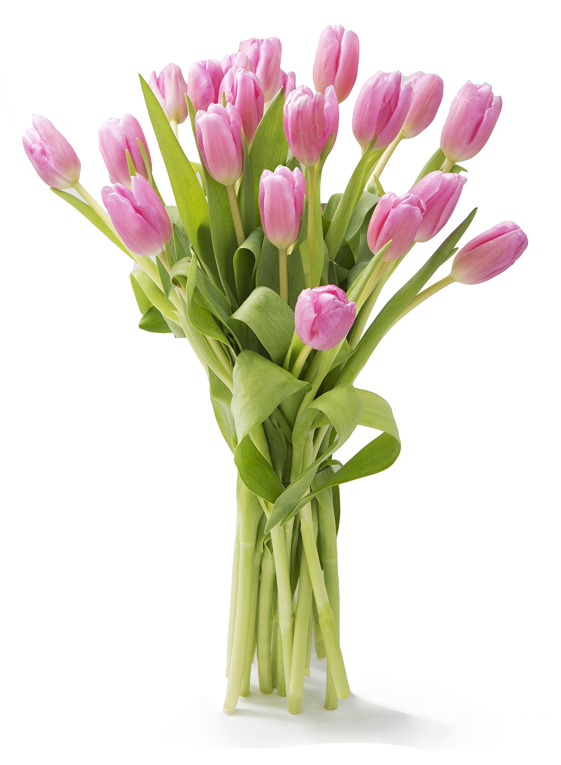 KaBloom PRIME NEXT DAY DELIVERY - Bouquet of 20 Pink TulipDirect Fresh.Gift for Birthday, Sympathy, Anniversary, Get Well, Thank You, Valentine, Mother’s Day Fresh Flowers