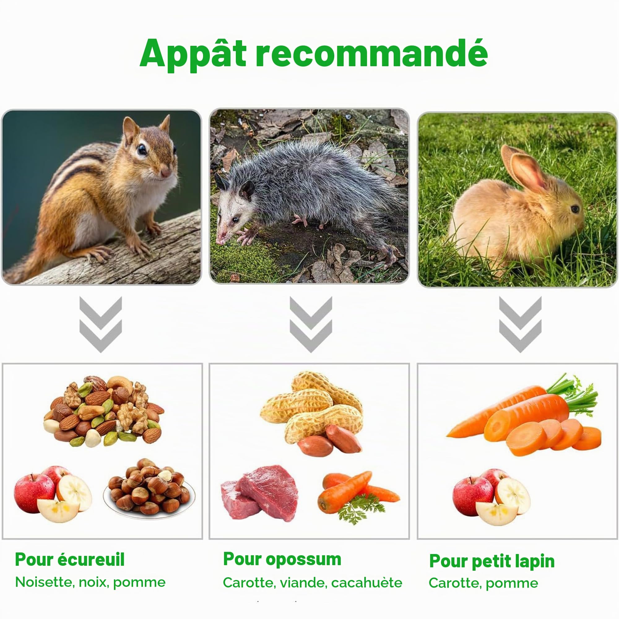 Piège à Rat Vivant 43 cm XXXL – Nasse à Rat – Piège à Fouine Loir | Capture sans Tuer l'animal, Réutilisable, pour l'intérieur et l'extérieur, très Grand Format - 43 x 20 x 19 cm