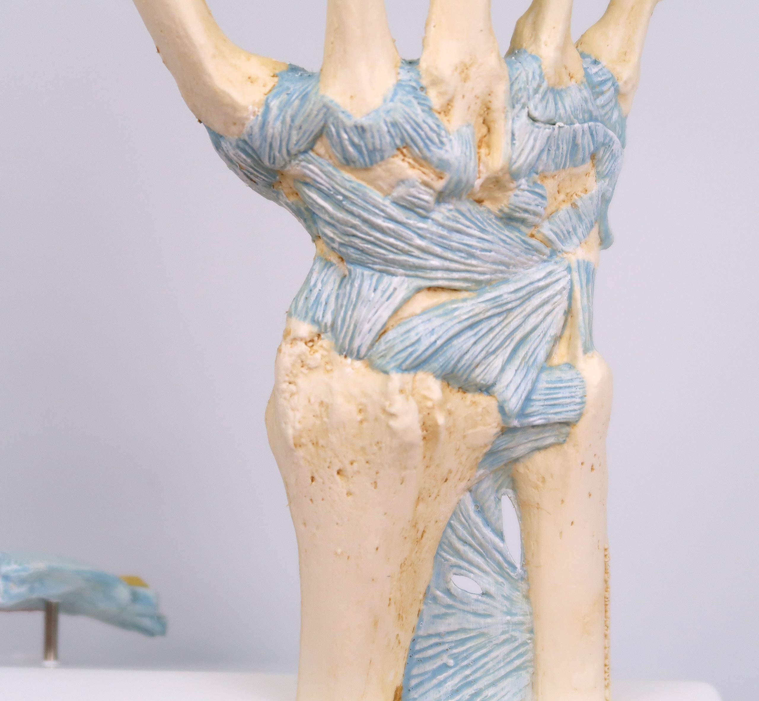 3B Scientific M33 Modelo de anatomía humana Modelo del Esqueleto de la Mano Con Ligamentos y Túnel Carpi + App de anatomía gratuita - 3B Smart Anatomy