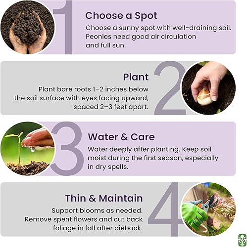 Miniatura 6 de Peonía raíz desnuda con 3-5 ojos - Peonías supremas Felix para plantar al aire libre - Una mejor alternativa a los bulbos y semillas