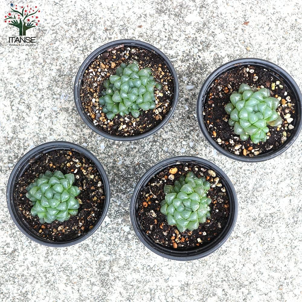 Amazon｜ITANSE ハオルチア・オブツーサ 3.5号ポット 3個