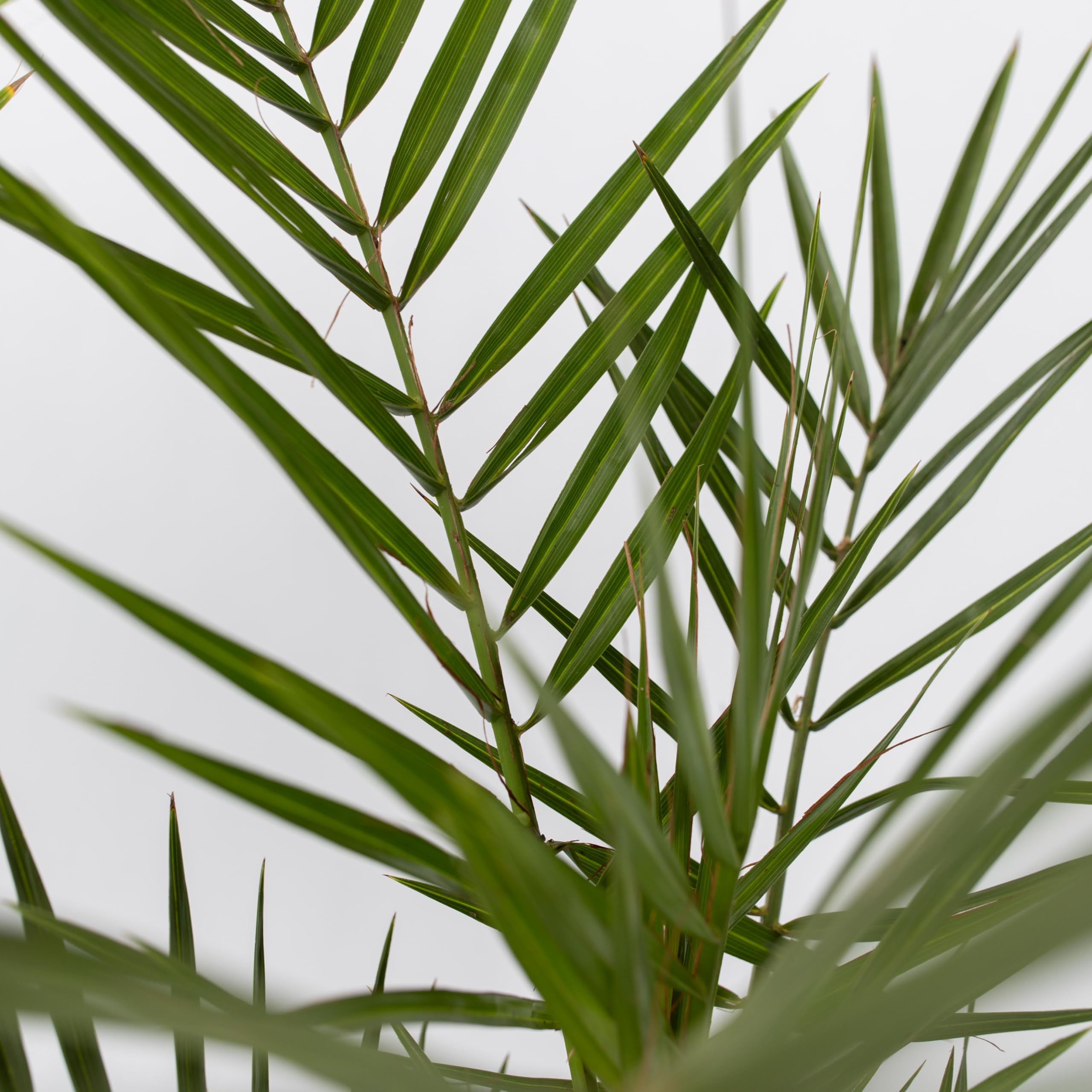 Plant in a Box - Palmiers d'extérieur - Mélange de 3 plantes - Pot 15cm - Hauteur 50-70cm