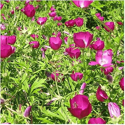 Miniatura 3 de Everwilde Farms - 15 semillas de flores silvestres nativas de malva amapola de Bush - Paquete de semillas jumbo Gold Vault