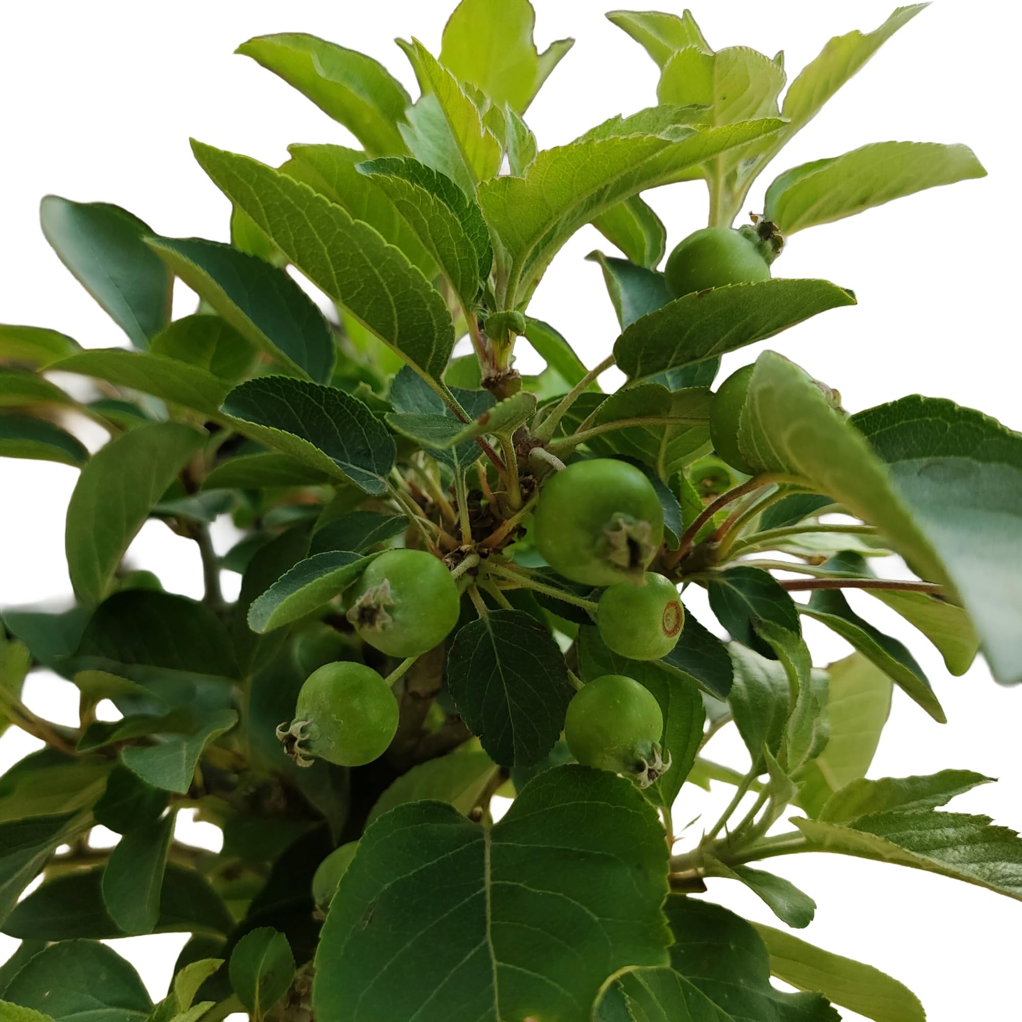 Bonsai de Manzano de 7 Años, Árbol Frutal de Exterior, Hoja Caduca, con Manzanas