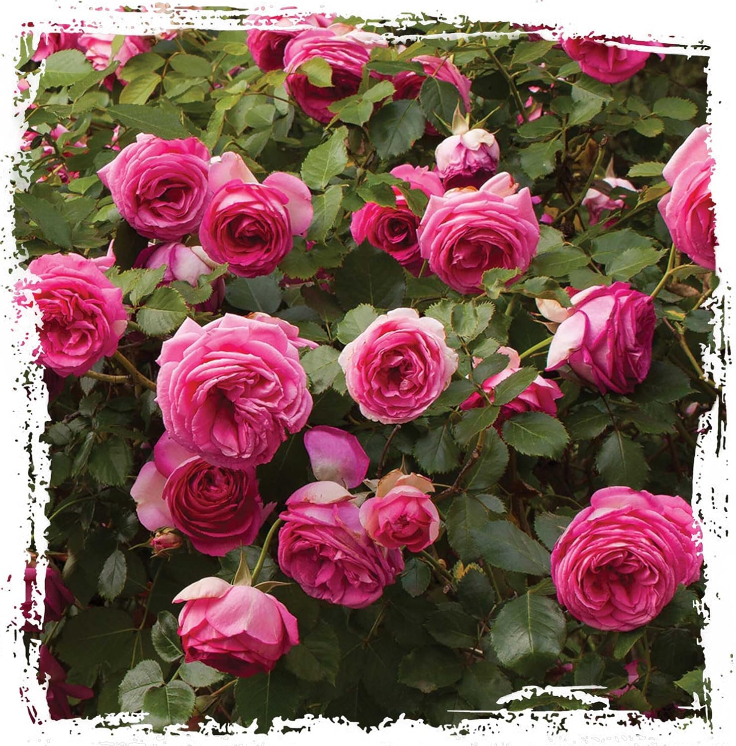 Pretty in Pink Eden Climbing Rose 1.5 Gal Potted Live Plant, Reblooming Fragrant Hot Pink Flowers, Climber for Trellis, Arbor, Fence or Screening, Own Root, Stargazer Perennials