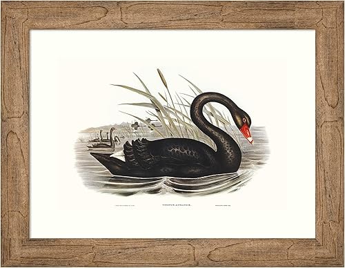 Amanti Art Framed Wall Art Print 18x24 Majestic Waterbird III by Elizabeth Gould, Animals Wall Art, Vintage Decor, Small Poster Painting Artwork for