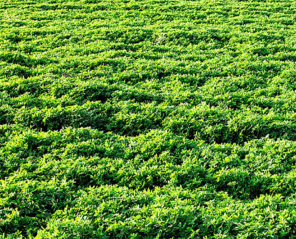 Marde Ross & Company Hay and Graze Alfalfa - 4 Oz.