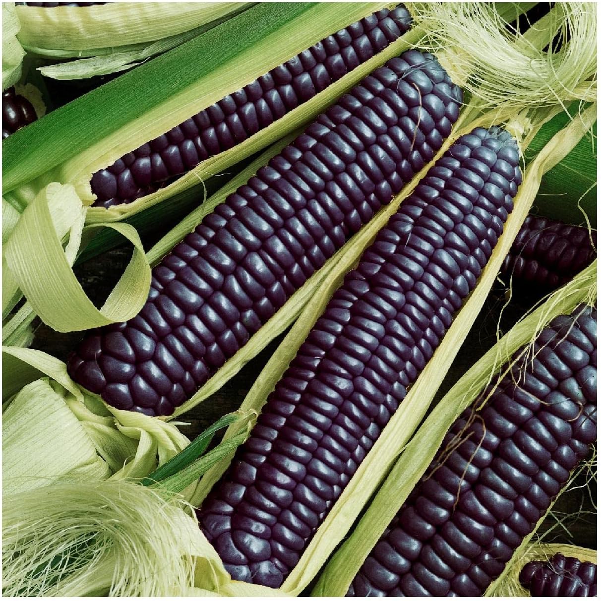 Everwilde Farms - 1 Lb Hopi Blue Improved Ornamental Corn Seeds - Gold Vault