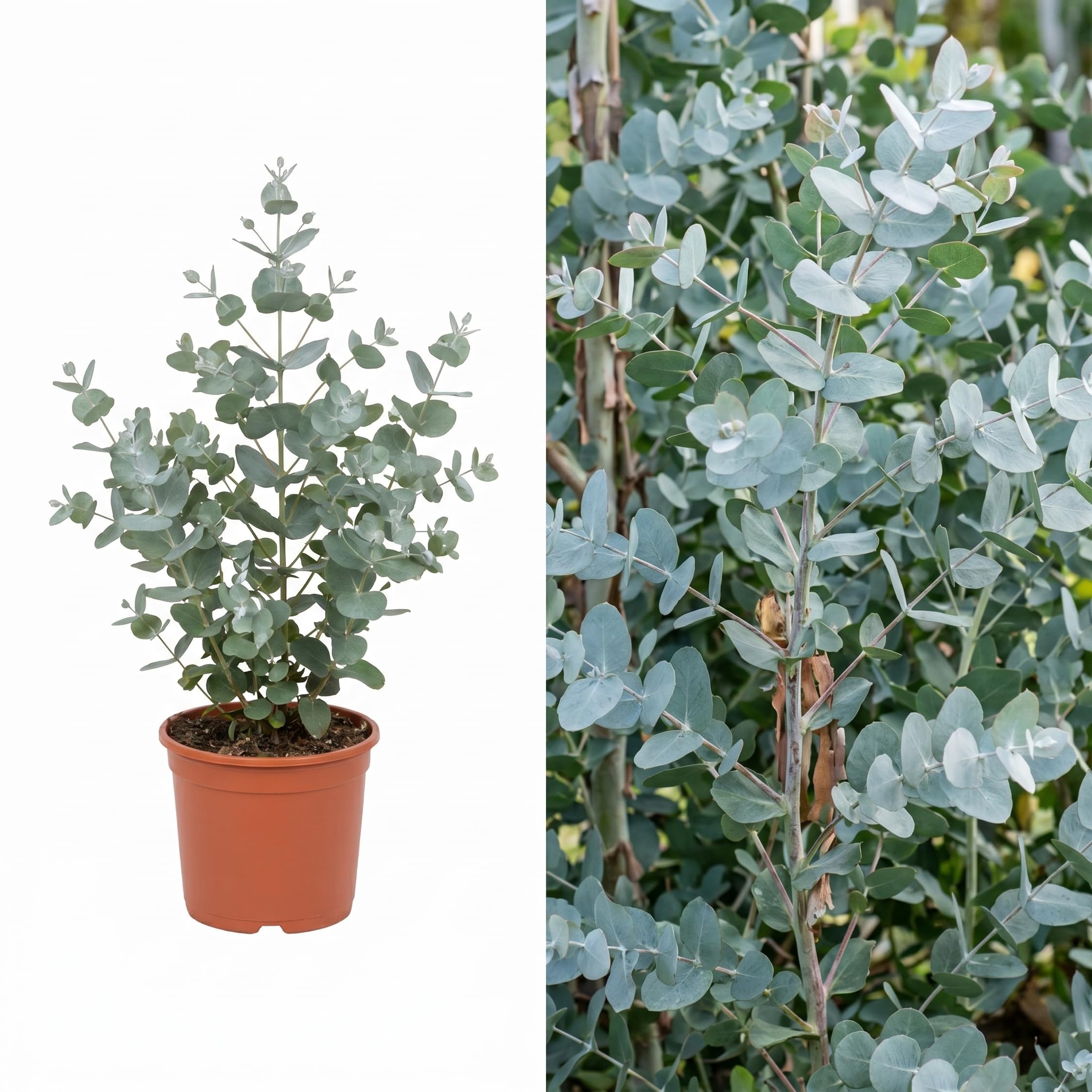 Eucalyptus Gunnii Plant in 3 Litre Pot – Hardy, Fast Growing Evergreen Tree for Garden, Patio & Container – Aromatic Silver Foliage, Low Maintenance, Perfect Plant Gift, UK Grown