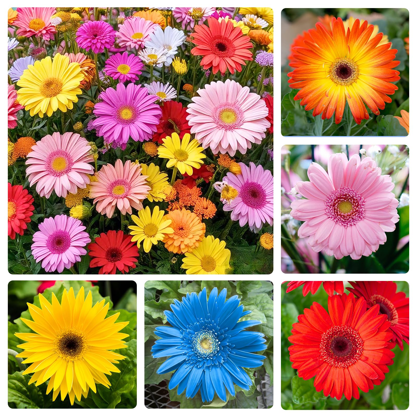 300+ Mixed Perennial African Daisy Seeds for Planting - Beautiful Osteospermum Daisy Plant in Your Home Flower Garden - Non-GMO Heirloom Variety