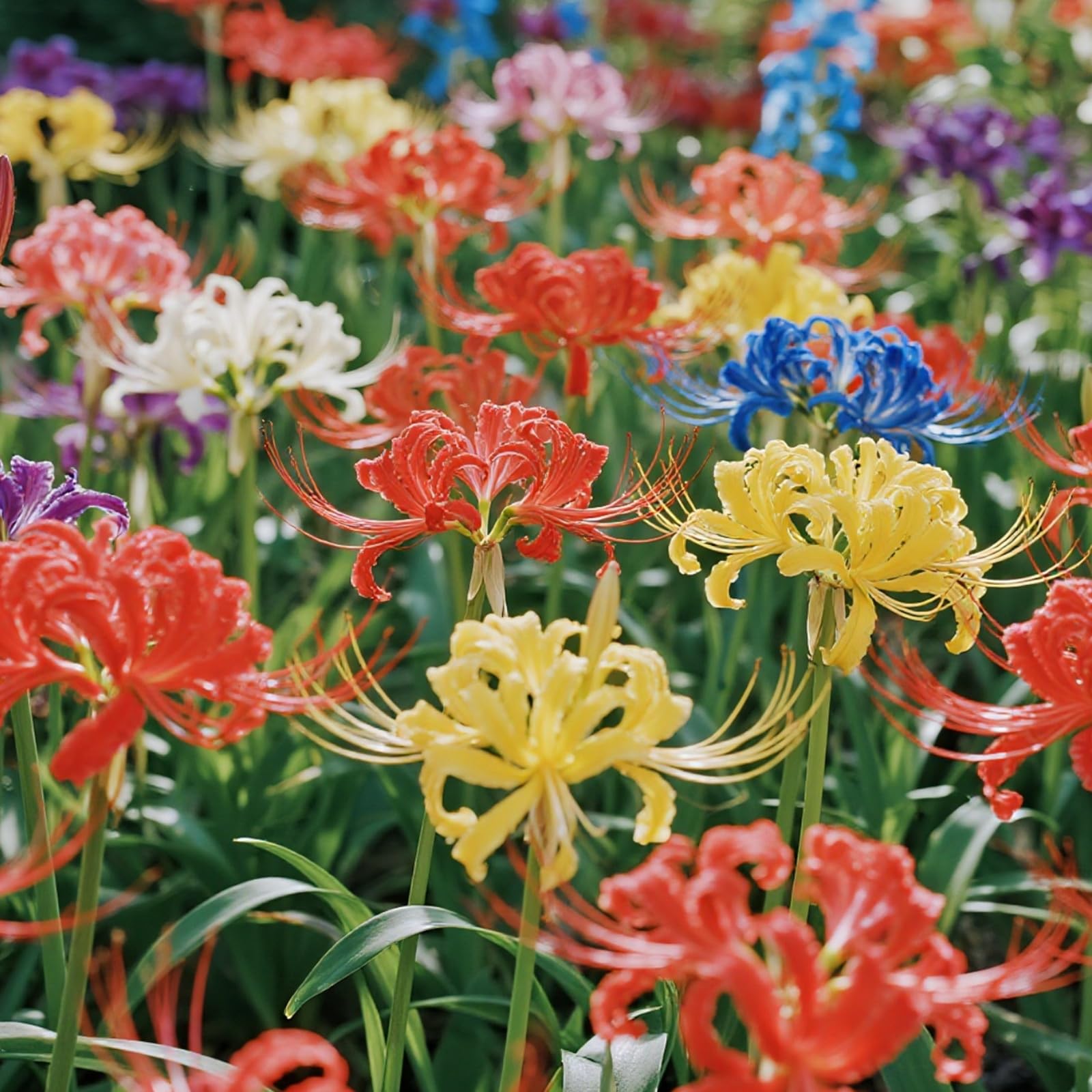 Spider lily (Lycoris Radiata) bulbs, summer-flowering perennial, perfect for southern climates/planting in large areas to create a sea of ​​flowers/Hardy Perennial, Excellent Display-8 spider lilies b