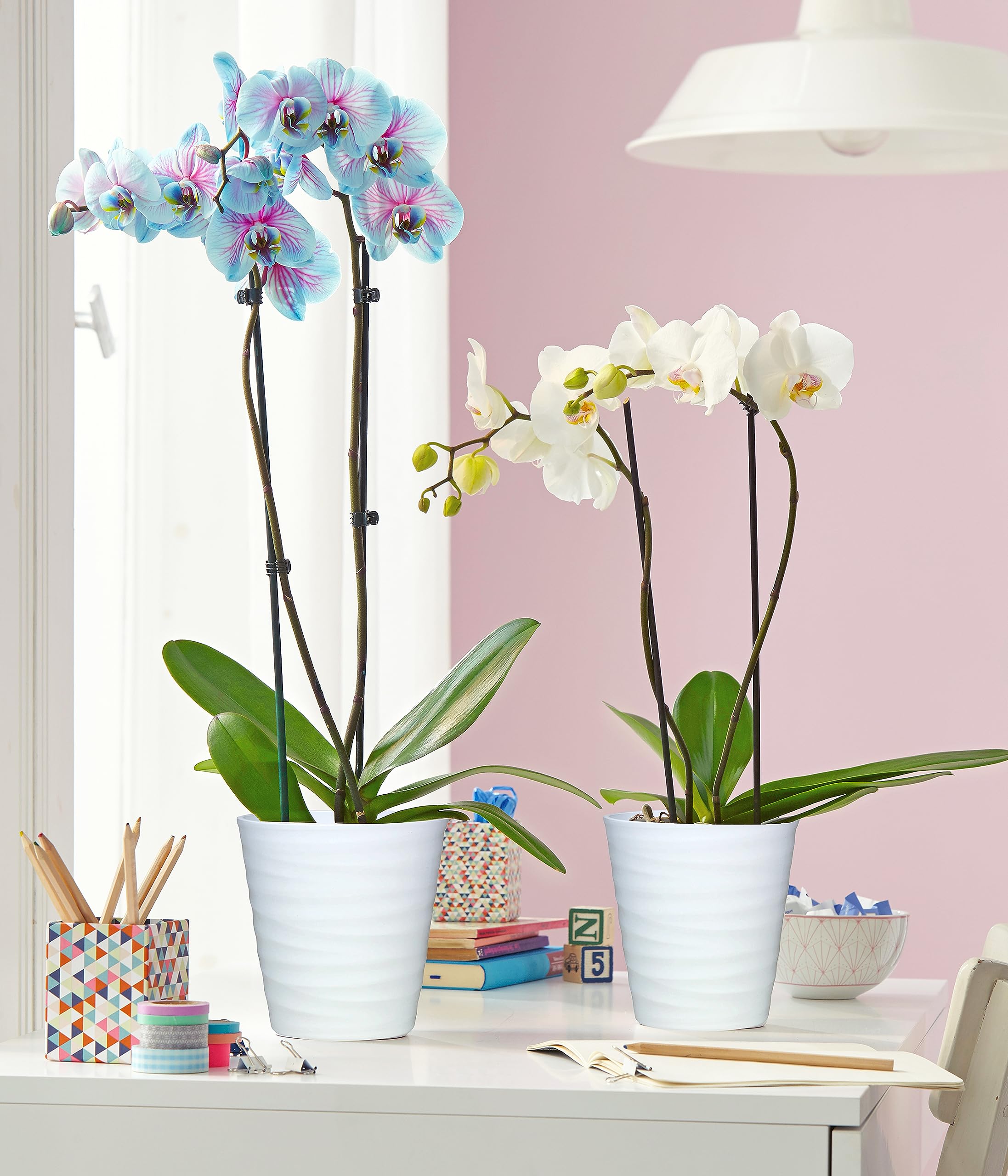 Dehner Schmetterlingsorchidee Blue Wonder, Phalaenopsis cultivars, hellblaue und pinke Blüten, 50-60 cm, Ø Topf 12 cm, Zimmerpflanze