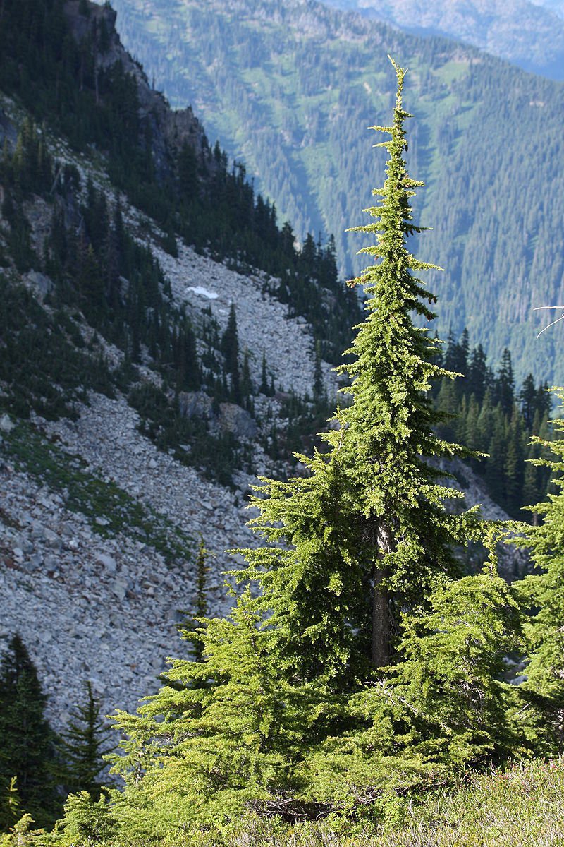 Graines de pruche des montagnes de l'Ouest (Tsuga mertensiana) Morceaux Arbuste Arbre Bonsaï Paquet de 500 graines