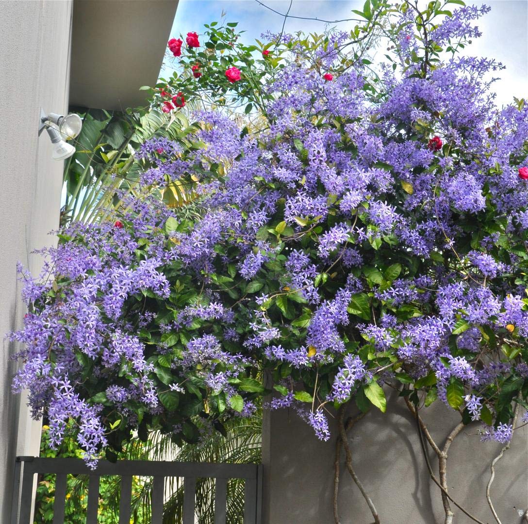 Nilmonilata (Petrea Volubilis) Live Flower Plant & Tree (1.5-3.5 Ft Hight) For Your Home Gardening Well Watered Nilmonilata Plant (Pack Of 1)