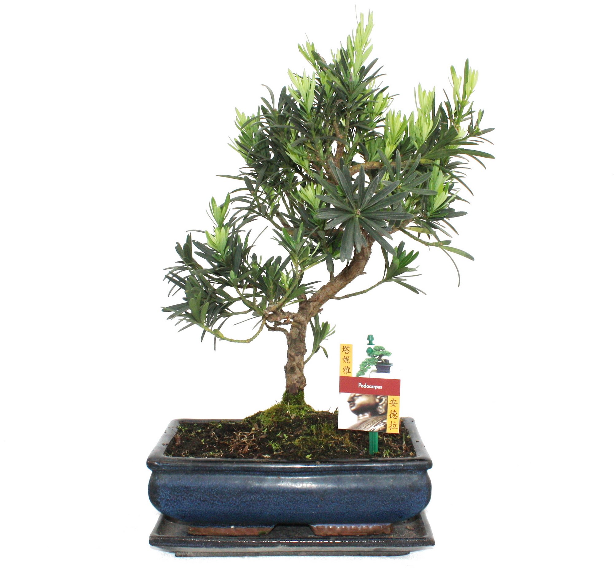 Exotenherz – bonsai cis kamienny – podocarpus makrophyllus, ok. 10 lat.