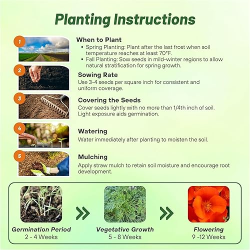 Miniatura 4 de Outsidepride 100 semillas anuales Eschscholzia California Poppy Copper Pot Garden Flower Seeds