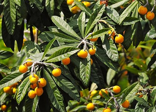 Miniatura 5 de TomorrowSeeds - Semillas de árbol de níspero - Más de 10 unidades - para plantar Eriobotrya Japonica Pipa china Biwa Bibasse Ciruela Nispero Fruta