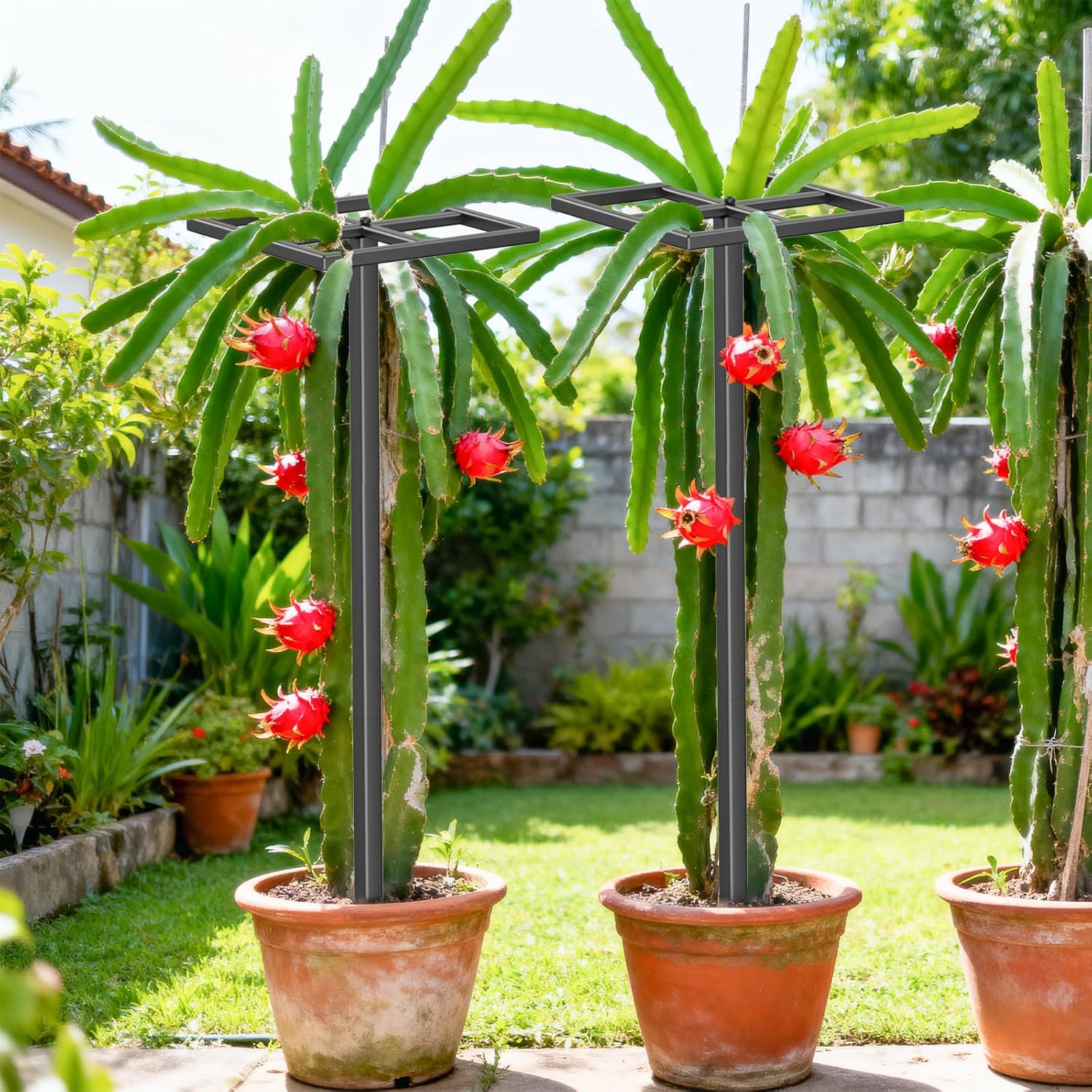 2 Pcs Metal Dragon Fruit Trellis, Durable Adjustable Dragon Fruit Stand Gardening Support for Vertical Climing Plants Trees Cactus Garden Outdoor Indoor Potted Support 8''×12''×45''