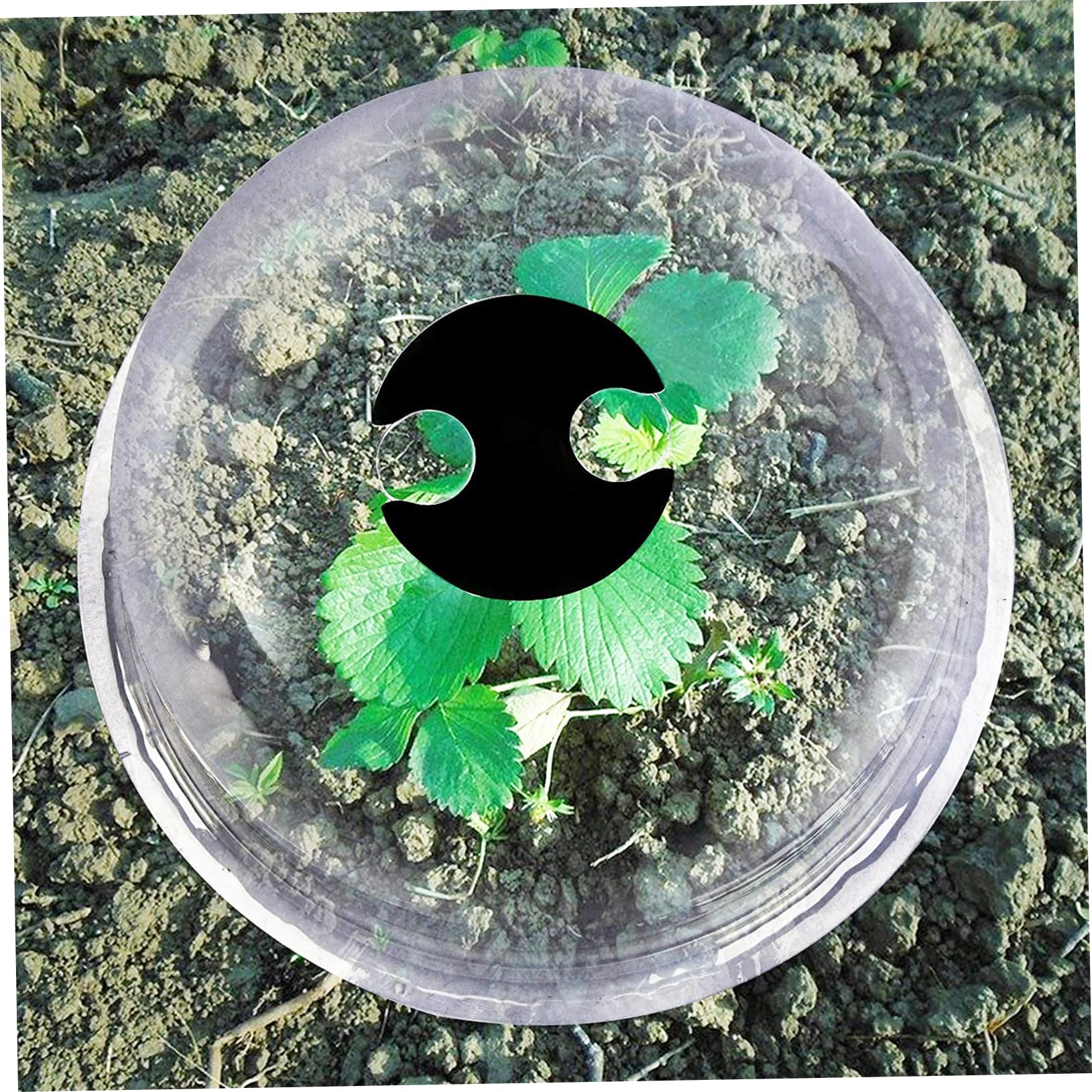 Toyvian Dôme en Plantes Protection PVC de Pièces Pépinière 6