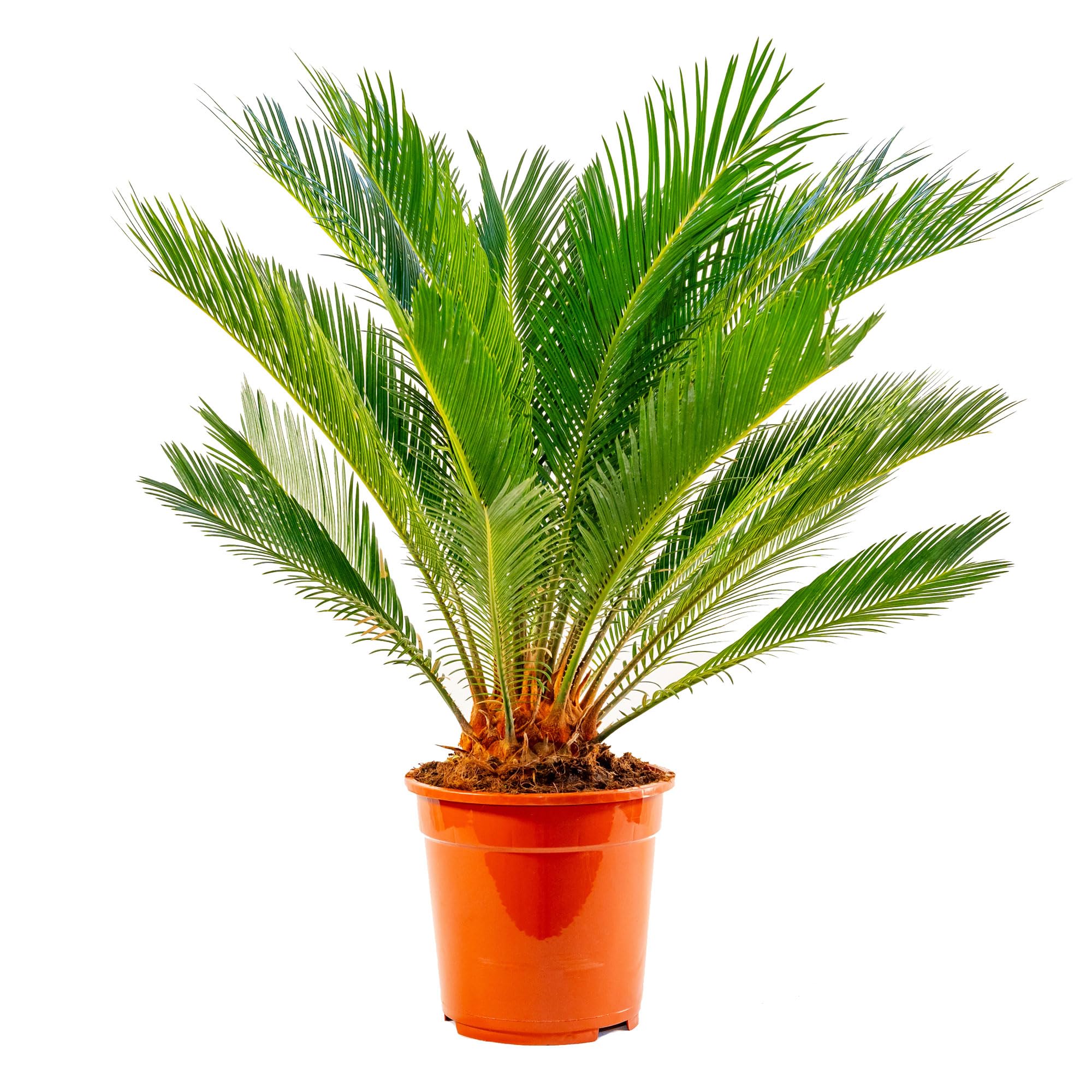 Olivo Bosana | Piante Di Olivo - 2 Anni - Foto 10