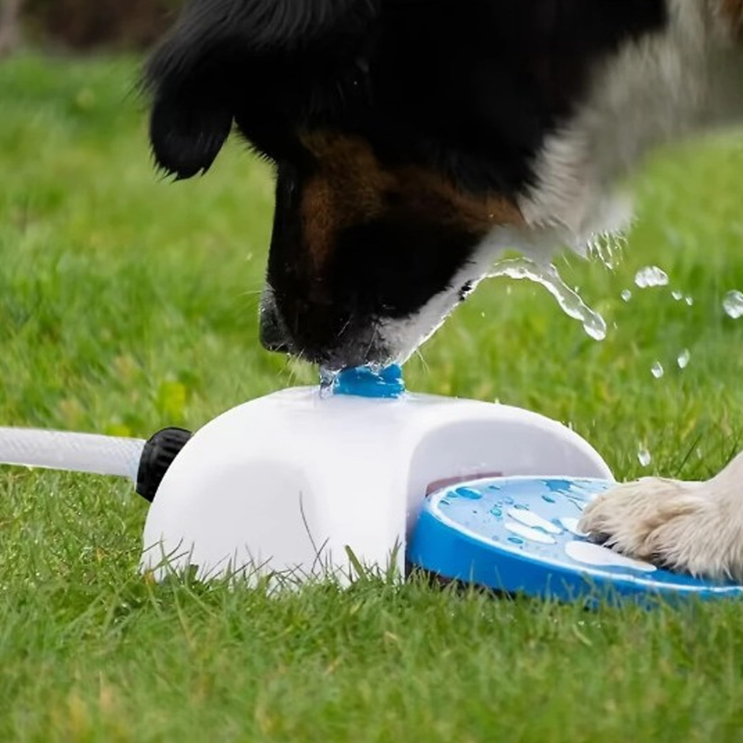 Hundesprinklerspielzeug, Pfotenaktivierter Sprinkler für Hunde, Kunststoff-Wasserschlauchspielzeug für Hunde im Freien mit Pedal – Orange, Wasser