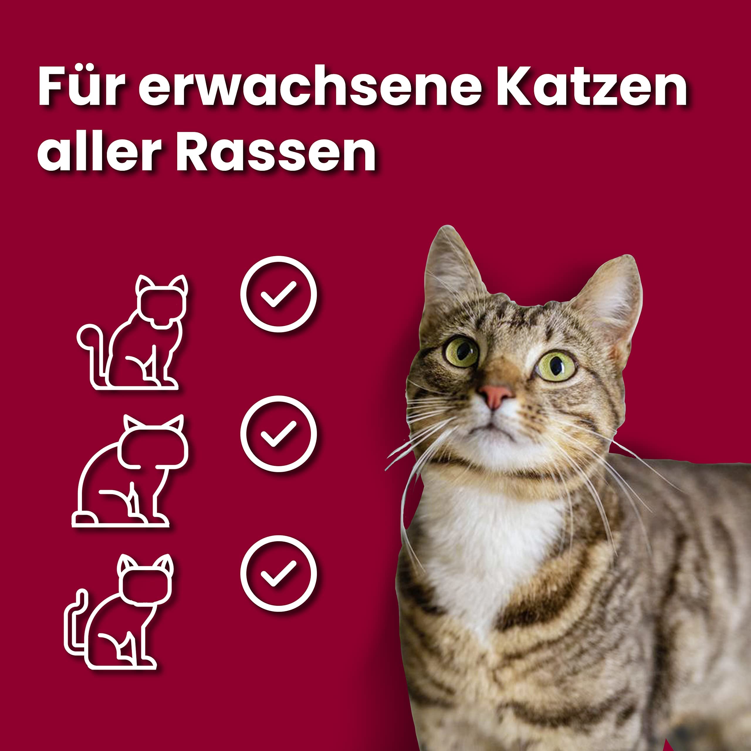 animonda Vom Feinsten Senior, Nassfutter für ältere Katzen ab 7 Jahren & Nassfutter Katze Adult - mit Putenherzen 32 x 100g - hochwertiges Premiere Katzenfutter Nass getreidefrei