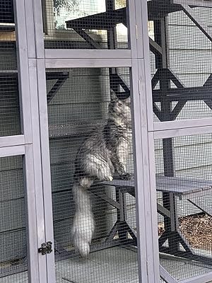 cat tubes for outside