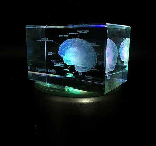 Miniatura 4 de Modelo anatómico 3D de cerebro humano pisapapapeles (grabado con láser) en cubo de cristal de cristal, regalo científico (no incluye base LED (3.1 x