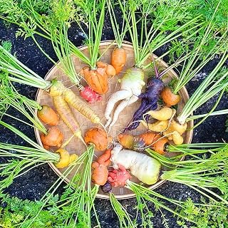 100pcs Rainbow Carrot Seeds Colorful Carota Seeds Non-GMO Sweet Carrots High Germination Rate Suitable for Home Garden