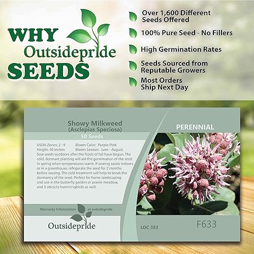 Miniatura 5 de Outsidepride 100 semillas perennes Asclepias Speciosa Showy Milkweed Flower Seeds para plantar