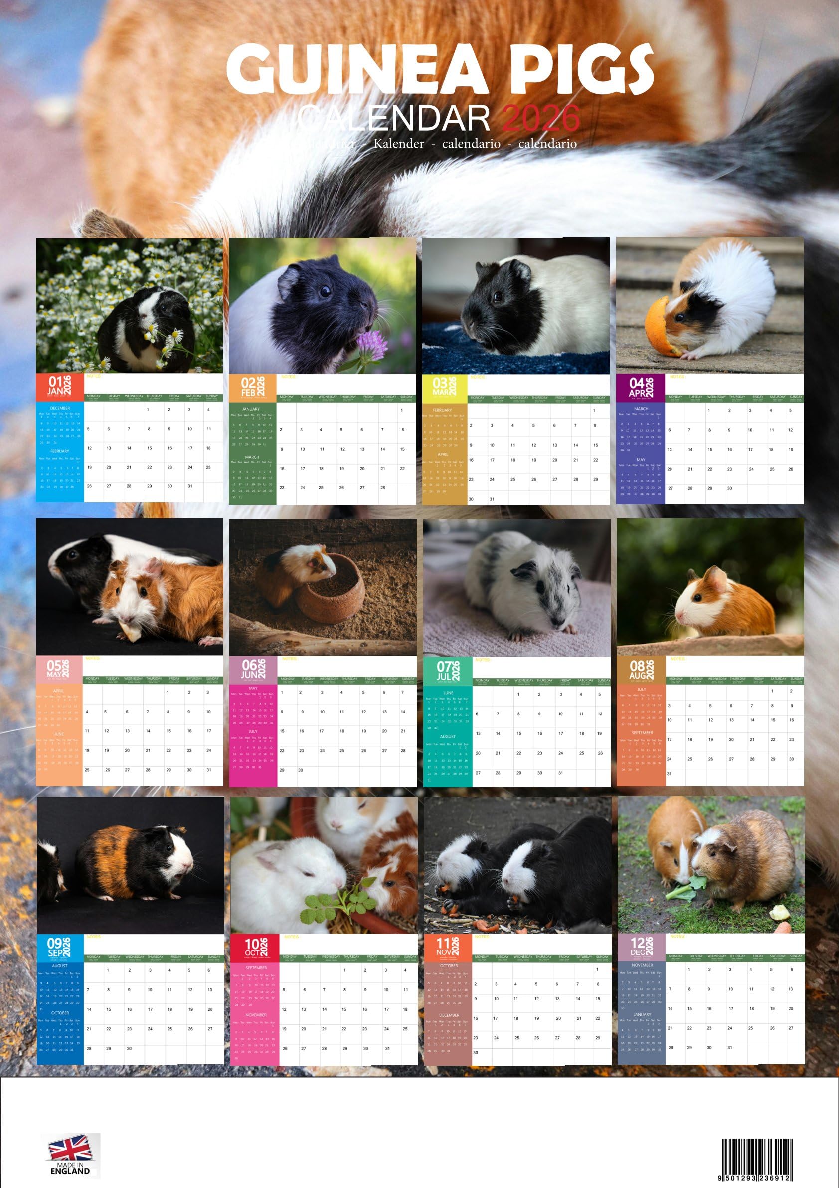 Guineapigs/Guinea pigs 2026 Calendar, A3, Wirobound, Full Colour, Free Pack of Calendar Stickers - Image 2
