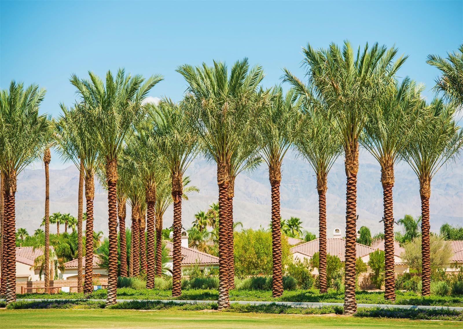 BELECO 3x2.5m Telo sfondo palme valle California | Strade case Palm Springs cielo blu palme dattero sfondo decorazione festa Coachella accessori foto