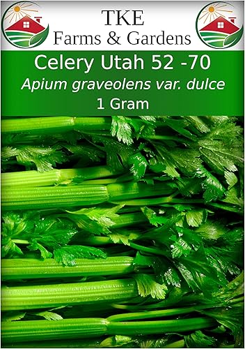 Miniatura 1 de TKE Farms, semillas de apio para plantar, Utah 52-70, 0.04oz  2500 semillas, Apium Graveolens VAR. Dulce