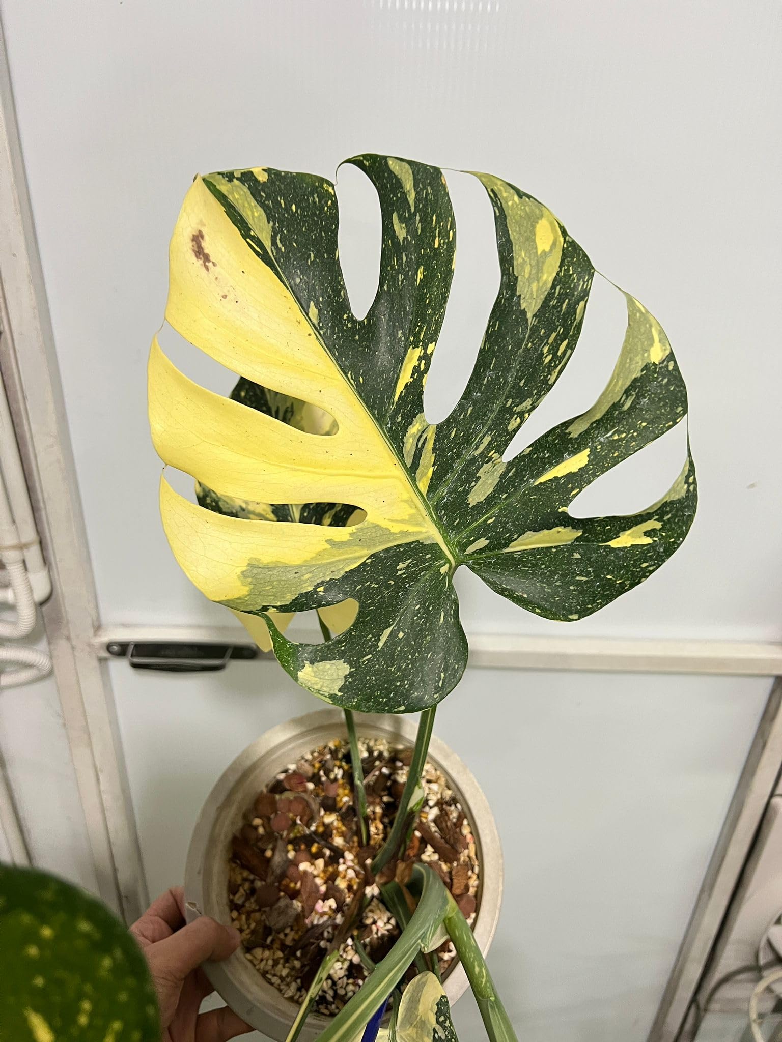 Amazon.com : Monstera Deliciosa 'Cream Brulee' Variegated Plant, 3