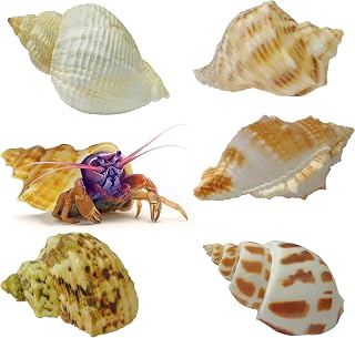 Natural MINI Hermit Crab Shells Set – Multi-Sized, Safe & Durable, Perfect for Growing Crabs, Decorative & Functional, Sea Conch Shell for Décor – Variety Pack of Small, Medium Shells 6 PCS