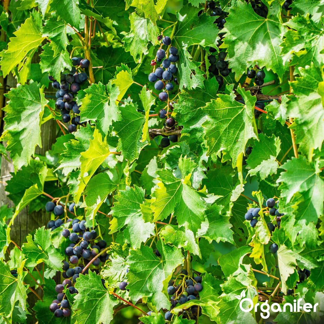 Fertilizante Líquido Para Vid - 4x1L - NPK 2-1-8 | Abono Para Hojas Saludables Y Crecimiento Fuerte - Refuerza Raíces Y Vitalidad - Organifer