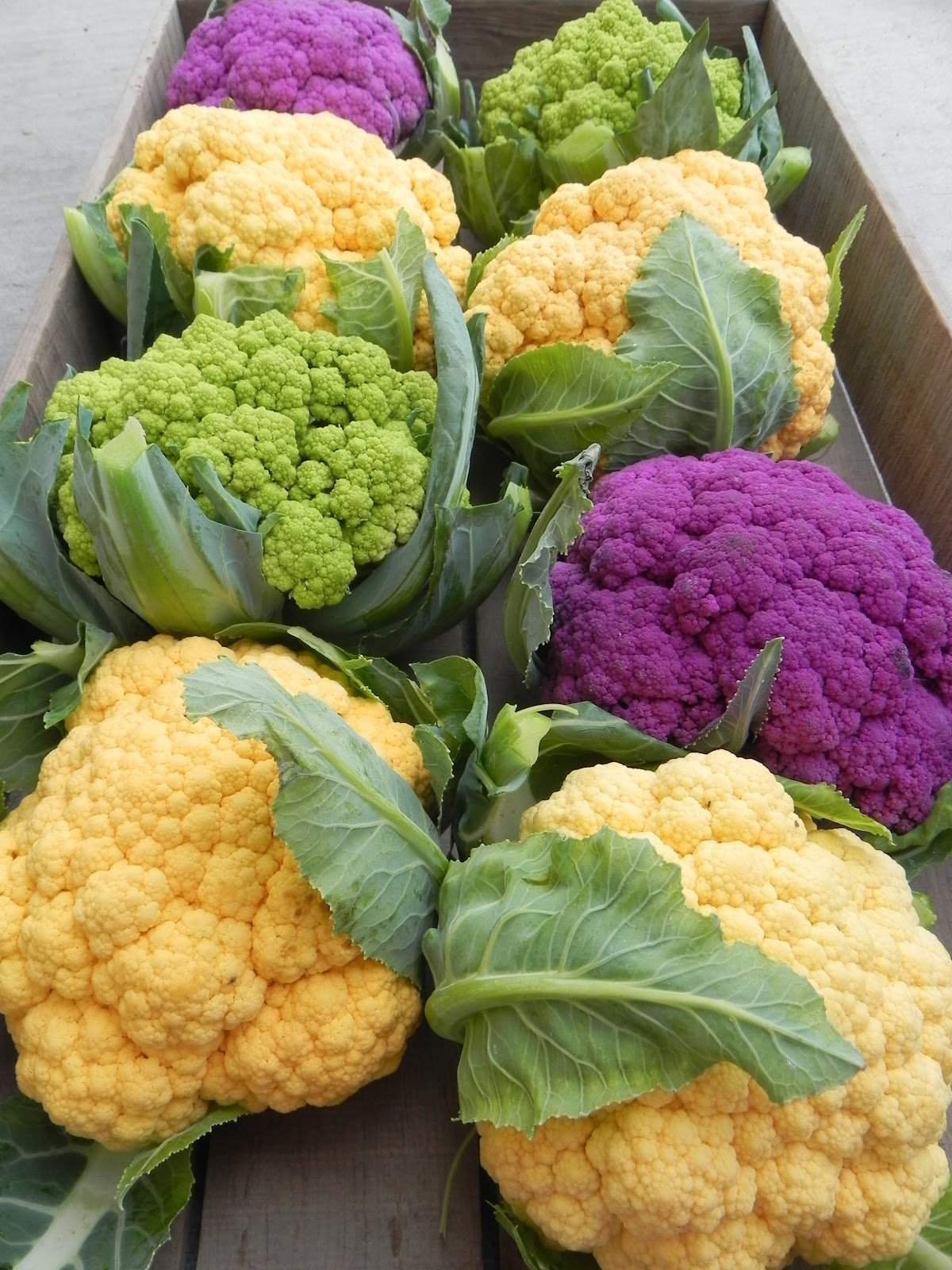 Creative Farmer Vegetable Seeds Cauliflower F1 Hybrid (Mixed) Seeds - Cauliflower ?Seeds Home Garden Seeds (B07N47X6YF) Amazon Price History, Amazon Price Tracker