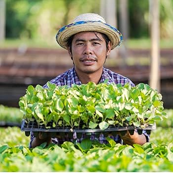 Amazon.co.jp: [AITREASURE] 10枚 育苗ポット トレー 育苗箱 稚