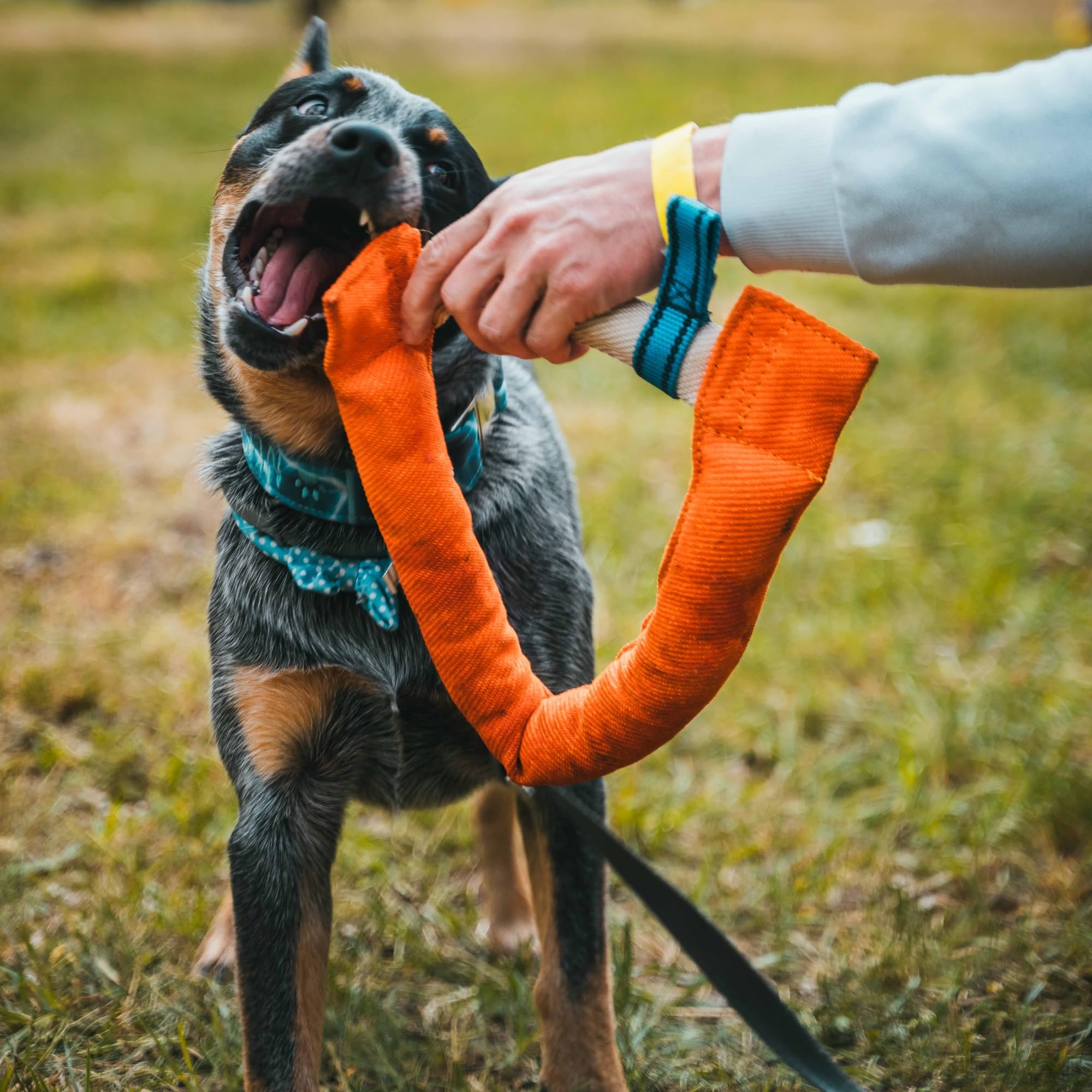 Bull Fit Manicotto per Cani a Ferro di Cavallo 30 cm, Salsicciotto Molto Robusto per I'addestramento dei Cani, per il Tiro alla Fune e per i Giochi di Tiro alla Fune, Verde