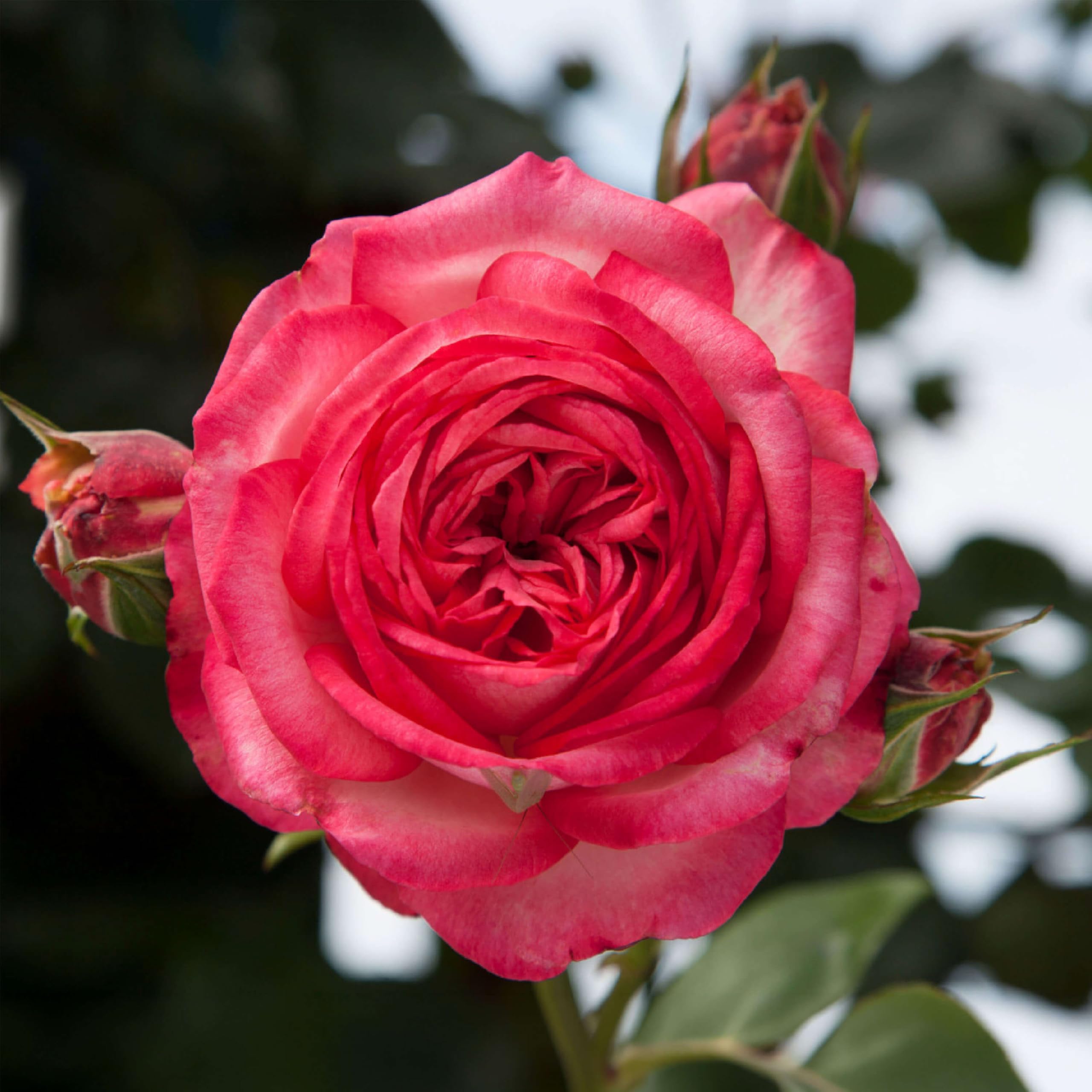 Heirloom Climbing Roses Antique