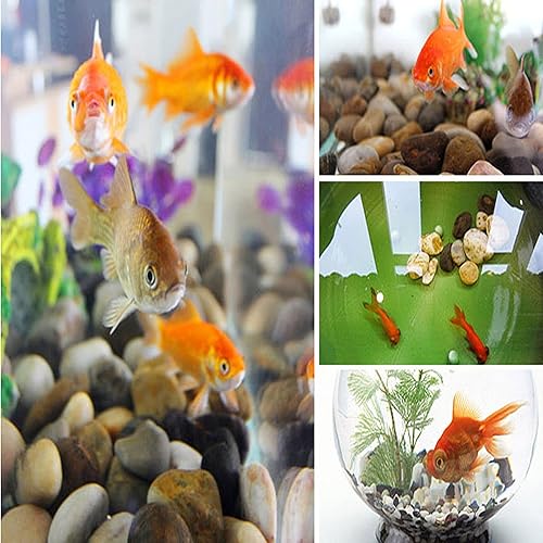 Miniatura 6 de Piedras de río, plantas, jardines, paisajes, suculentas, guijarros decorativos altamente pulidos en formas y tamaños de 1 a 3 pulgadas. (23.9