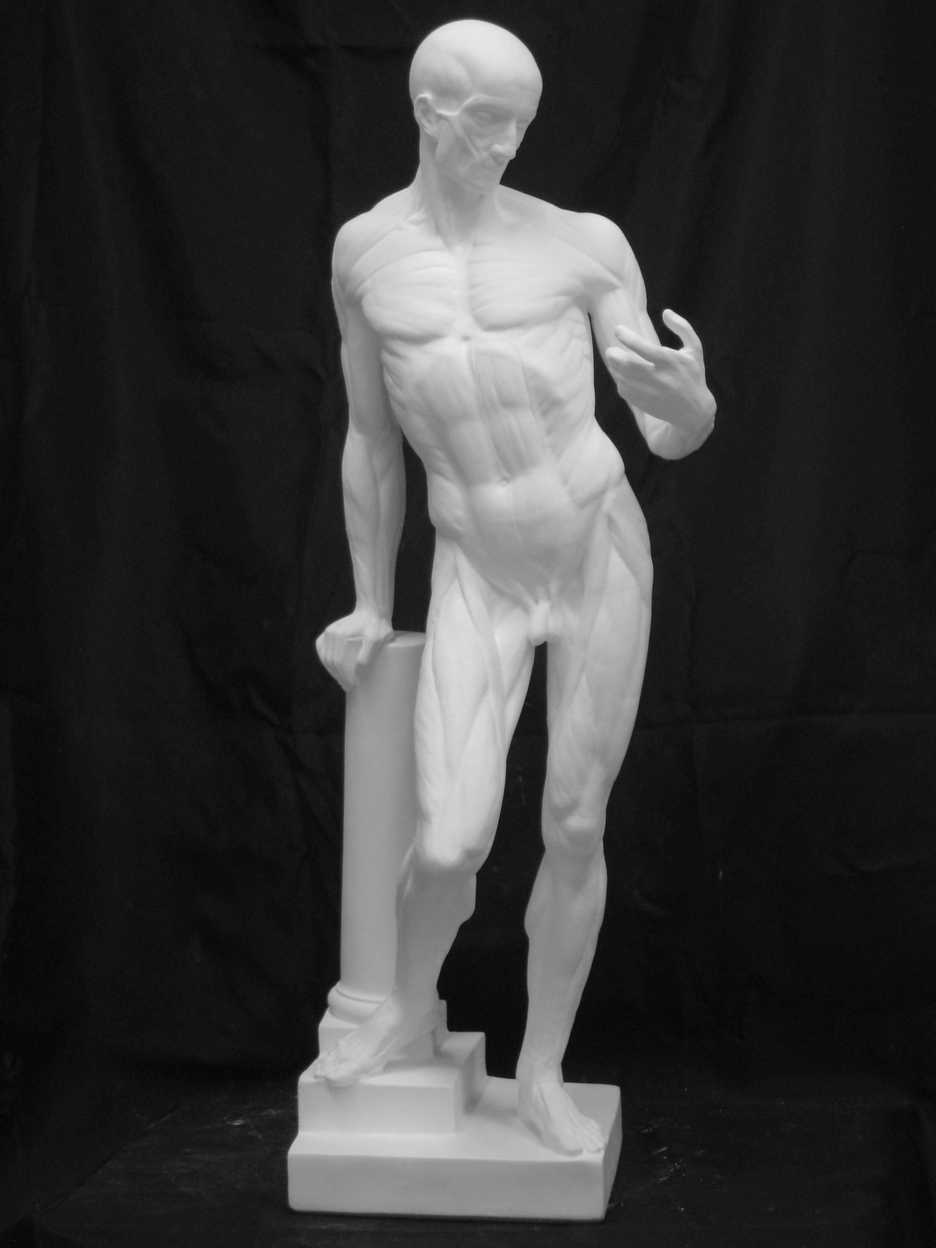 Amazon.co.jp: 石膏像 N－010 男子解剖立像（A） H．68cm