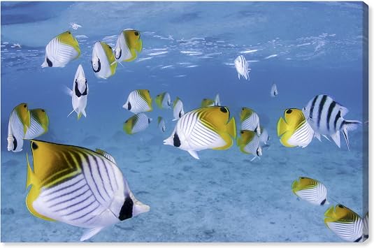 David Fleetham-Treadfin Butterflyfish Under Sea Real Life Photography Canvas Wall Art by Notoriart, Gallery Wrapped, 45"x30"