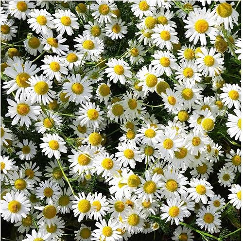 Miniatura 4 de Everwilde Farms - 500 semillas de hierbas orgánicas de manzanilla alemana - Paquete Gold Vault