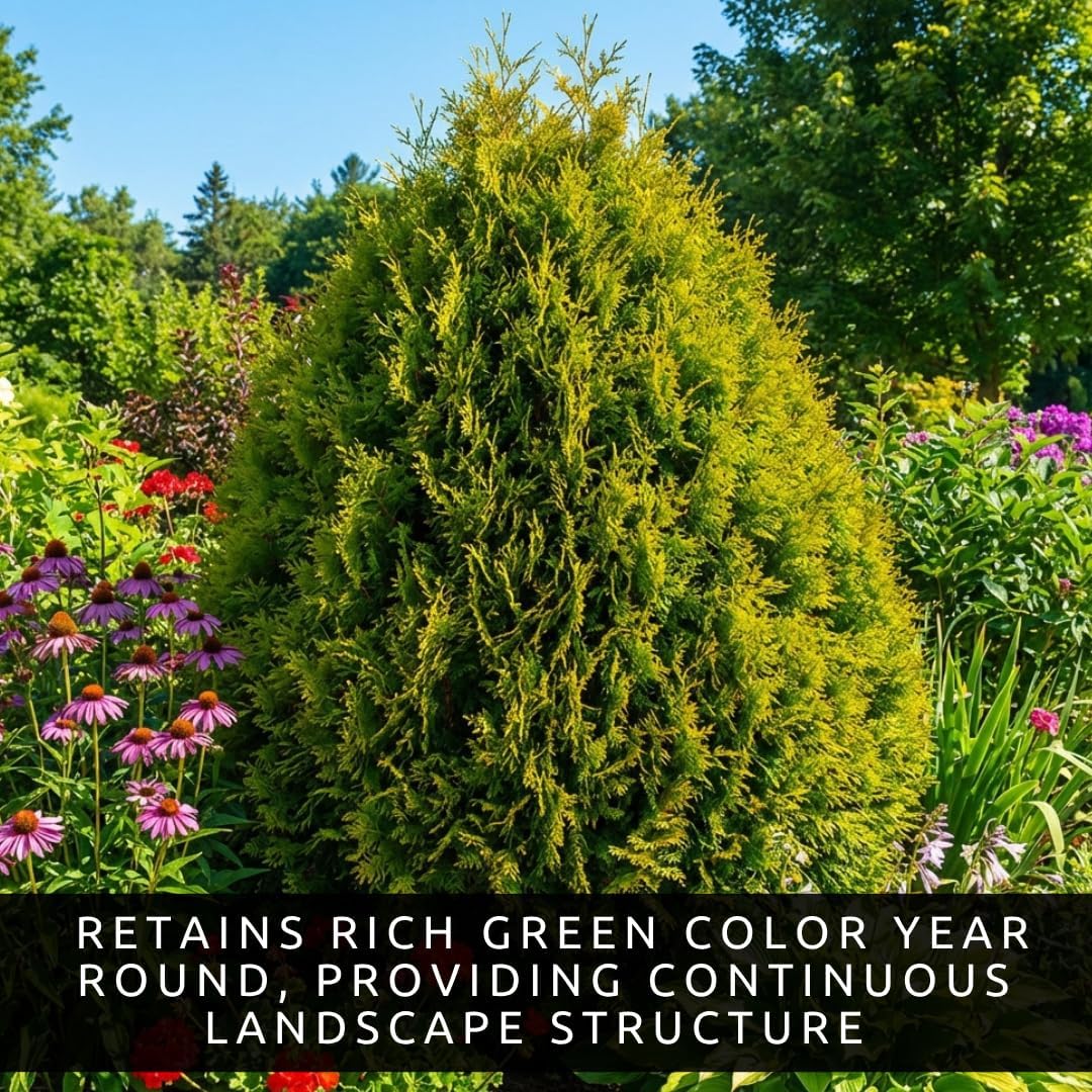 3 American Arborvitae Live Tree Plants – Thuja occidentalis – Evergreen Privacy Trees – Fast Growing Hedge & Screen Trees – Bare Root for Outdoor Planting