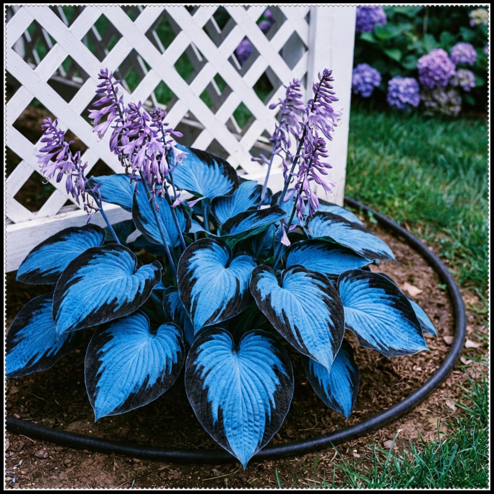 Perennial Midnight Blue Hosta Bulbs - Shade Tolerant- Ideal for Garden Borders & Landscapes- Stunning Foliage Display-6 Bulbs-H