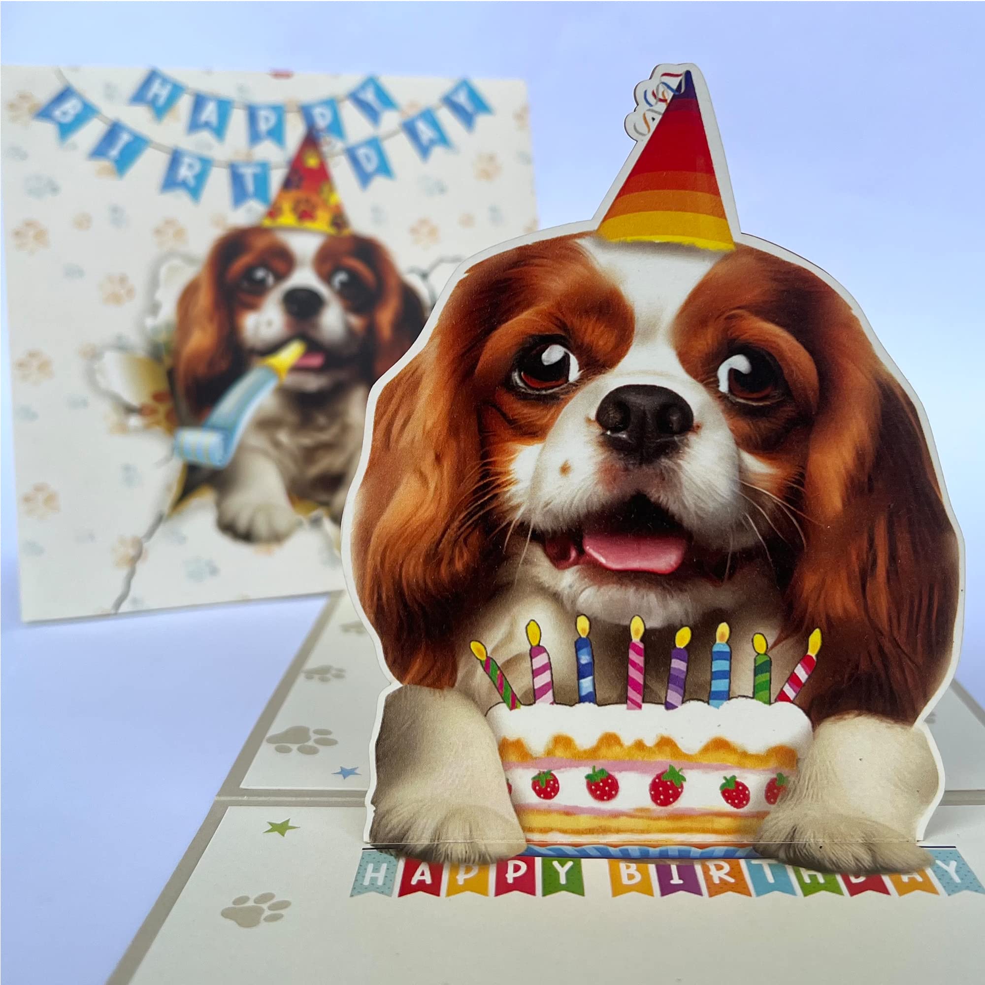 Funny King Charles Cavalier Pictures Cavalier King Charles Spaniel