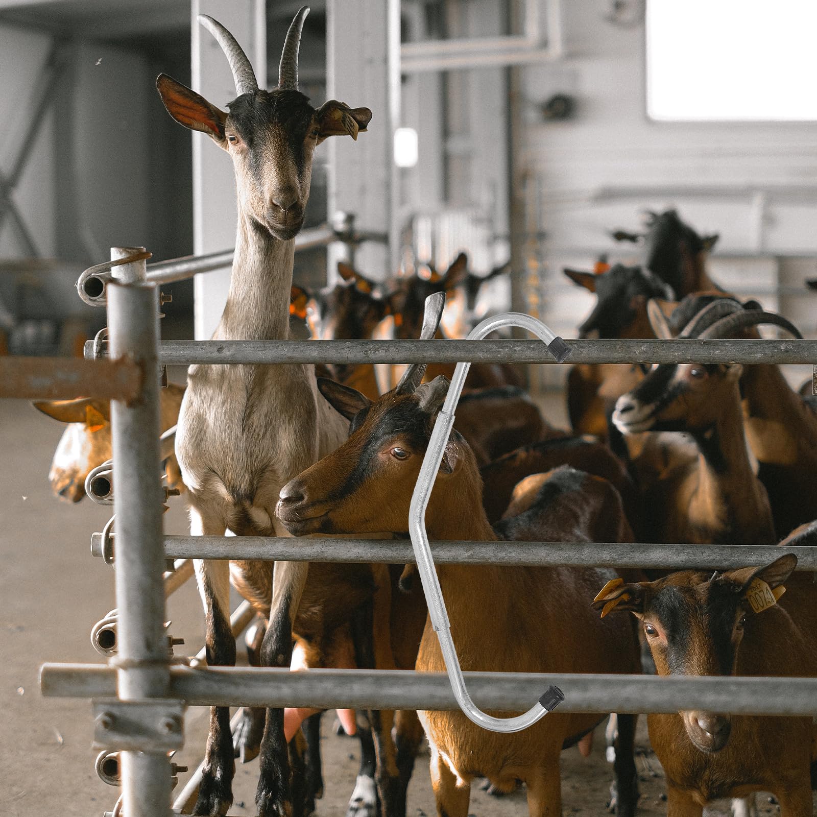 Luxshiny Accesorio Antipatadas Ajustable para Ganado Bovino, Varilla Galvanizada Desmontable, Equipo Veterinario Práctico para Manejo Seguro en Granja