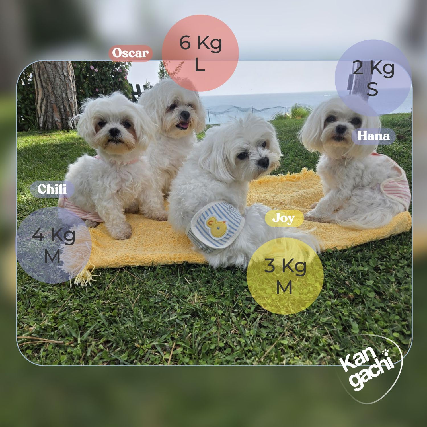 Its Dog & Kangachi - Pack 3 Bragas para Perros Hembra, Bragas Reutilizables y Lavables, Bragas Menstruales, Altamente Absorbentes, Pañales Made in Korea, Perros Pequeños y Medianos, Talla M