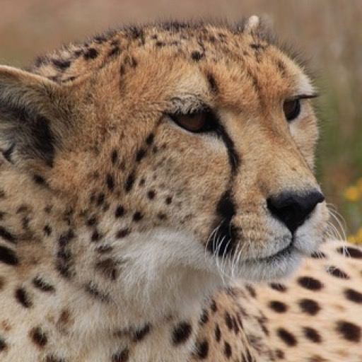 Cheetah Wallpaper Hd Wallpapers Of Cheetah Amazon Com Appstore For Android